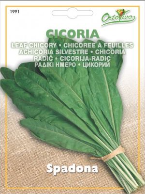 ACHICORIA SPADONA