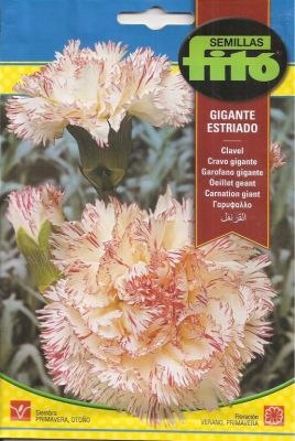 CLAVEL GIGANTE ESTRIADO