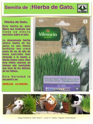 HIERBA  DE  GATOS  20 GRAMOS