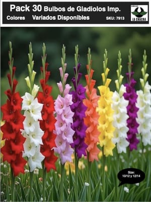 Pack 30 Bulbos de Gladiolos Importados. Colores Variados. size: 10/12 y 12/14