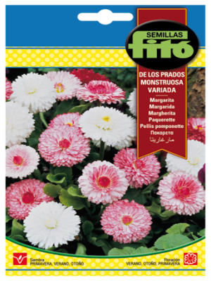 MARGARITA. DE LOS PRADOS MONSTRUOSA VARIADA