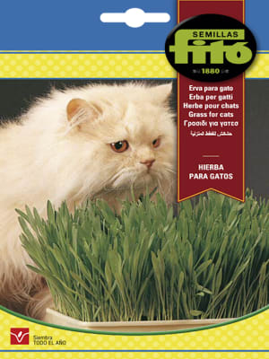 HIERBA PARA GATOS. FITO