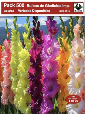 Pack 500 Bulbos de Gladiolos Importados Size:10/12. y 12/14