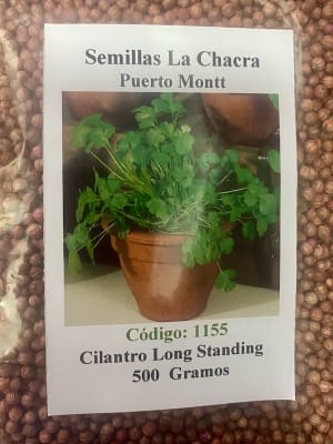 Cilantro California Long- Standing 500 Gramos