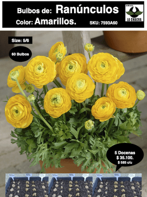 5 Docenas de Bulbos de Ranúnculos Color: Amarillos. Size: 5/6
