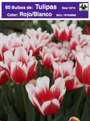 5 Docenas de Bulbos Tulipas Color: Rojo/Blanco. Calibre 12-14