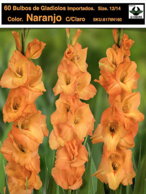 60 Bulbos Gladiolos. Color. Naranjo C/Claro. size: 12/14