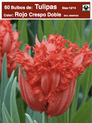 60 Bulbos Tulipas. Color: Rojo Crespo Doble. Size: 12/14