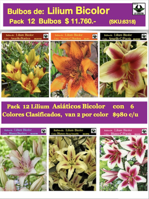 Pack 12 Bulbos de Lilium Bicolor (Bulbos) 6 Colores Clasificados