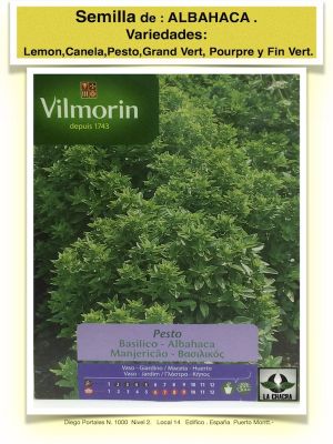 ALBAHACA PESTO
