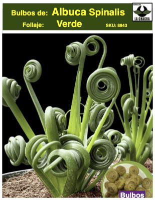 Albuca Spiralis. Bulbo