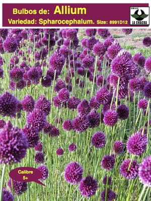 Allium Spharocephalum.  Pack 12 Bulbos  Size: 6/8