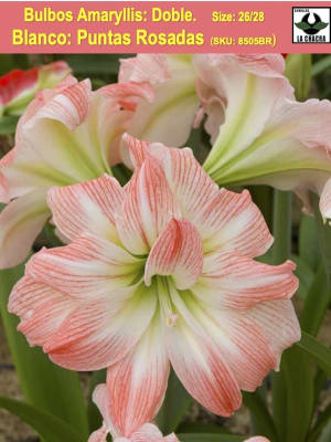 Amaryllis Exclusivo  Color: Blanco Punta Rosada.Size: 26/28