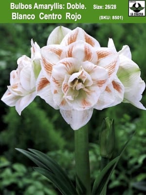 Amaryllis Exclusivos  Color:  Blanco Doble Centro Rojo. Size: 26/28