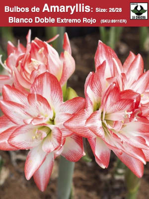 Amaryllis Bicolor. Blanco Doble Extremo Rojo Size. 26/28