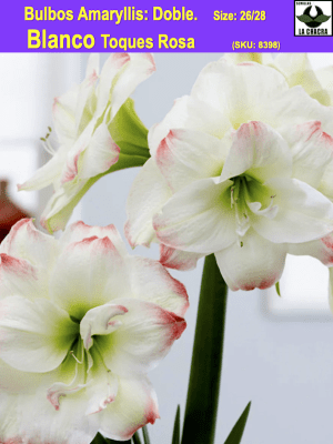 Amaryllis  Exclusivos  Color: BLanco Doble Toques Rosa. size: 26/28