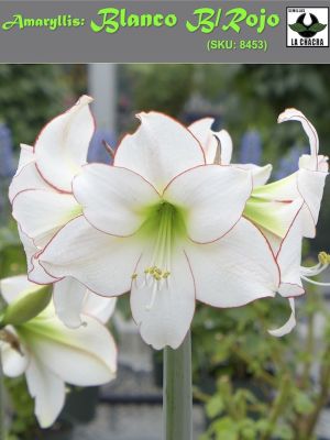 Amaryllis Exclusivos  Color Blanco Borde Rojo. Size: 26/28