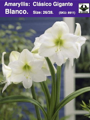 Amaryllis  Clásico Calibre Grande. Color: Blanco  Size: 26/28