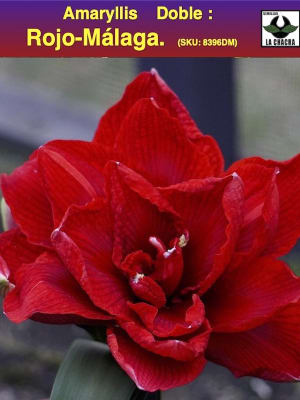 Amaryllis Exclusivo Doble. Color: Rojo-Málaga Size. 26/28