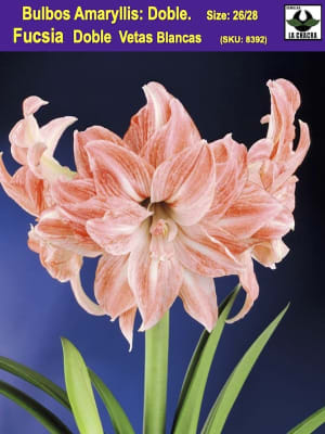 Amaryllis  Exclusivos Dobles  Color: Fucsia Vetas Blancas. Size: 26/28