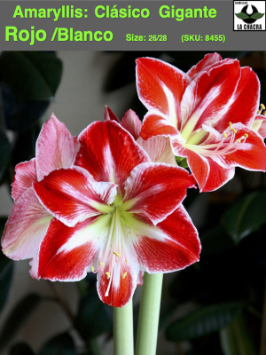 Amaryllis Clásico Calibre Grande.  Color: Rojo/Blanco Size: 26/28
