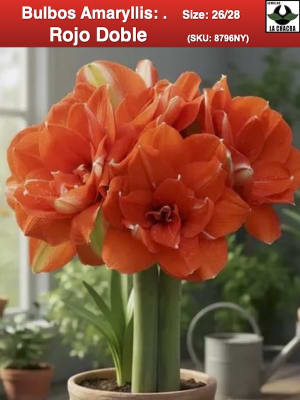 Amaryllis   Rojo Doble Nyora  (Bulbos) Size: 26/28