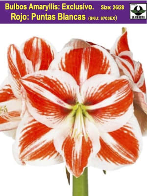 Amaryllis  Exclusivos  Color. Rojo  Puntas Blancas Calibre Grande Size: 26/28