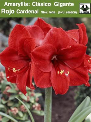 Amaryllis Clásicos Calibre Grande. Color Rojo Cardenal. Size: 26/28