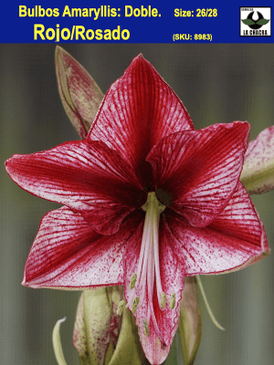 Amaryllis Exclusivos  Color: Rojo/Rosado. Size: 26/28
