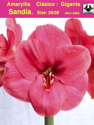 Amaryllis Clásico Calibre Grande . Color Sandía Size: 26/28