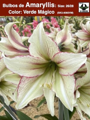 Amaryllis Exclusivo Color: Verde Mágico. Size: 26/28