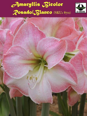 Amaryllis Clásico Calibre Grande. Color:  Rosado/Blanco Size: 26/28