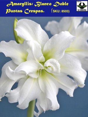 Amaryllis Exclusivo Doble Puntas Crespas. Color: Blanco Size. 26/28
