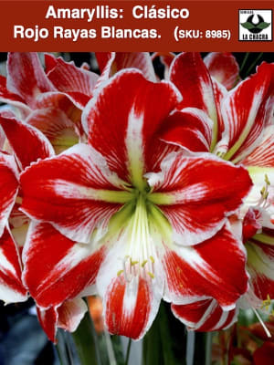 Amaryllis Clásico Calibre Grande.  Color Rojo Rayas Blancas Size: 26/28