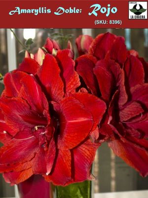 Amaryllis Exclusivos.  Color Rojo Doble. Size: 26/28