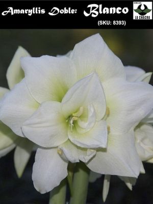 Amaryllis Exclusivos  Color: Blanco Doble. Size: 26/28