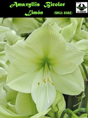 Amaryllis Exclusivo Bulbos. Color Amarillo/Limón
