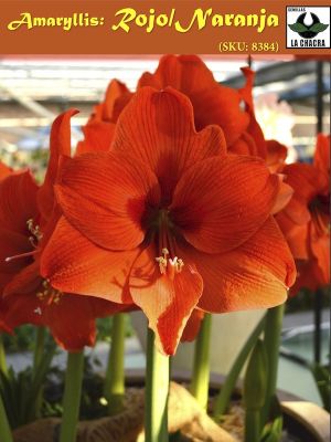 Amaryllis Clásico Calibre Grande Color: Rojo /Naranja Size: 26/28