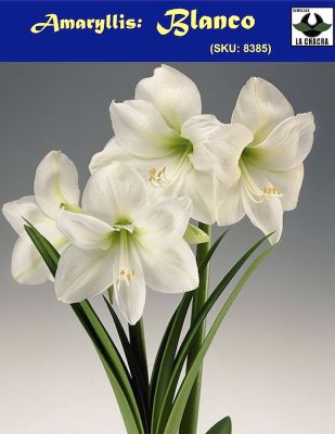 Amaryllis Clásico.Calibre Grande.  Bulbos. Color Blanco.