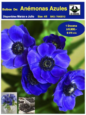 Pack 12  Bulbos Anémonas Azul