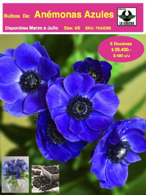 Pack 60 Bulbos Anémonas Azul