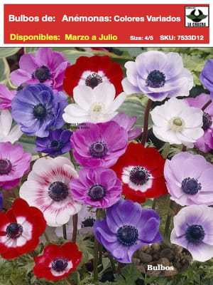 Bulbos Anémonas,  Colores Variados. Pack 12 Bulbos Importados