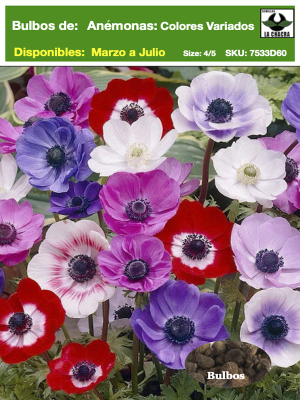Bulbos Anémonas. Colores Variados, Pack 60 Bulbos.