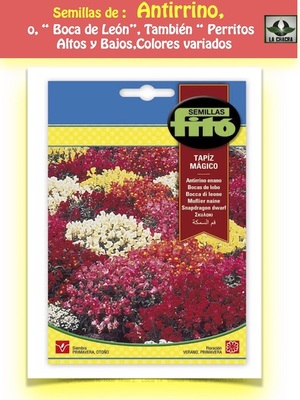 ANTIRRINO ENANO TAPIZ MAGICO