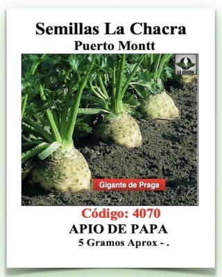 Apio de Raíz o Papa.