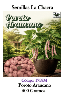 Poroto Verde Araucano.  500 Gramos.