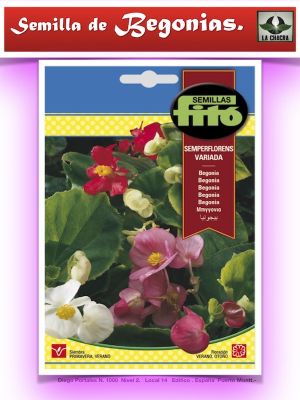BEGONIA SEMPERFLORENS VARIADA