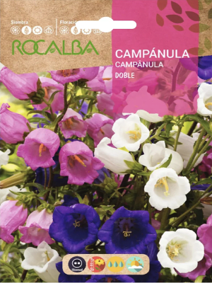 CAMPANULA  Doble Colores Variados