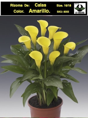 Calas Color: Amarillo. Size. 16/18