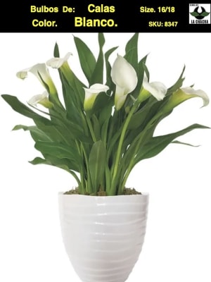 Calas Color: Blanco. Size: 16/18